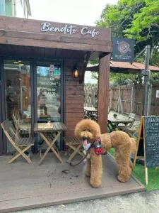 【香港】元朗錦田寵物手作 + 隱世cafe遊 1天 PET-26002