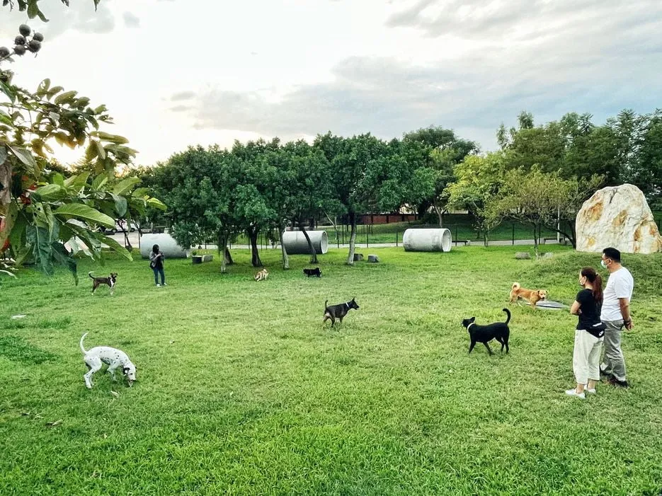 [Taiwan] Taichung Pet-Friendly B&B + Gaomei Wetlands 3 Days PET-26003